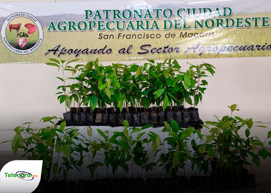 Patronato Ciudad Agropecuaria entrega miles de plantas de cacao a productores del nordeste