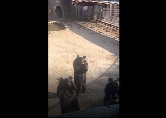 VIDEO: Un oso causa asombro en un zoo de China al imitar los pasos de un baile viral de TikTok