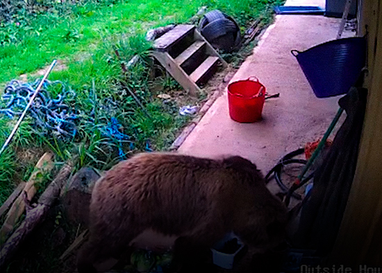 VIDEO: Dos osos escapan de su recinto y se dan un festín