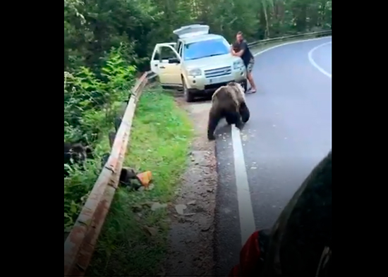 VIDEO: La insólita reacción de un hombre al inesperado 'saludo' de un oso