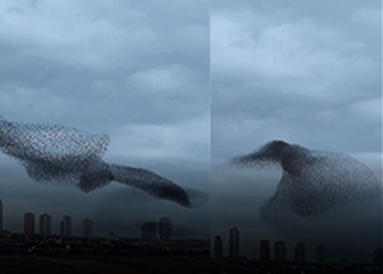 VIDEO HIPNOTIZANTE: Fotógrafo capta la magnífica danza de una bandada de estorninos