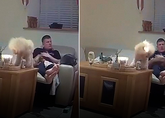 VIDEO: Perro se prende fuego con una vela días antes de asistir a una exposición