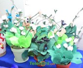 telenord029 telenord029