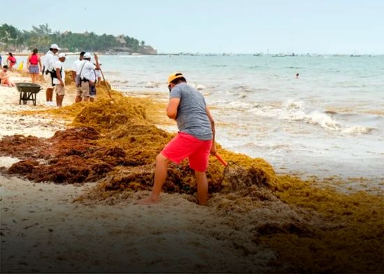 Cach mayo de plage best sale