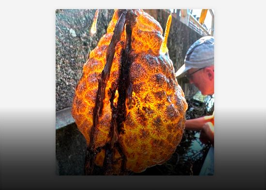 Encuentran una enorme bolsa naranja de aspecto alienígena en un canal